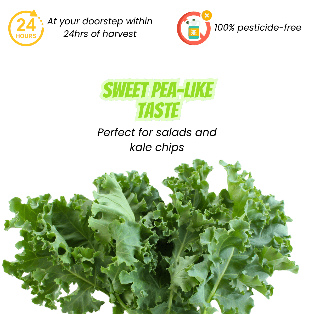 Farm Fresh Curly Kale