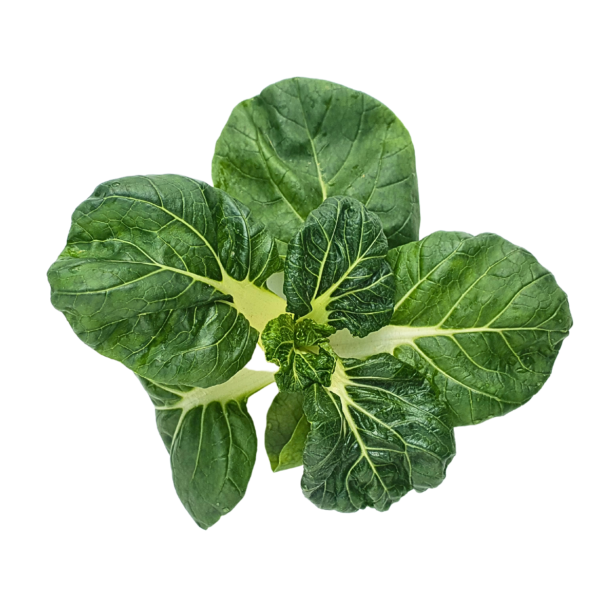 Farm Fresh Nai bai