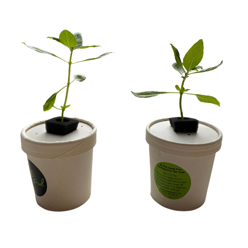 Greenpod_grow-your-own-kit