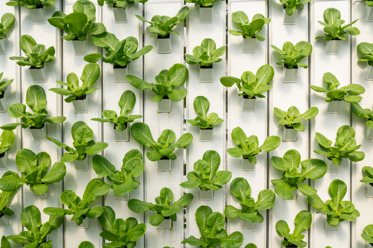 Greenhood | Hands-On Sustainability Tours and Farm-Fresh Greens